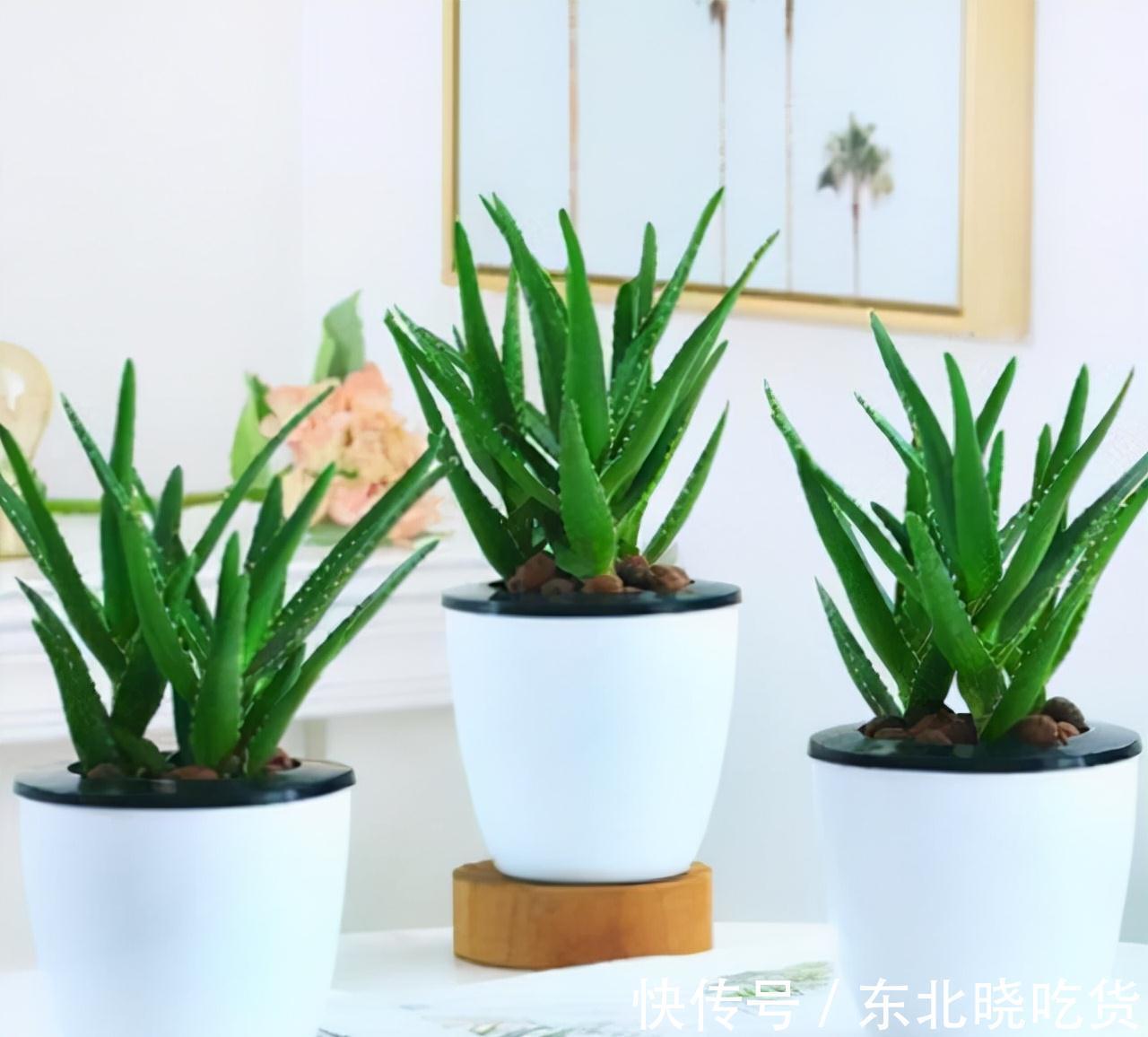 人养花,花亦养人,能促进“睡眠”的9种花,卧室再小也要养