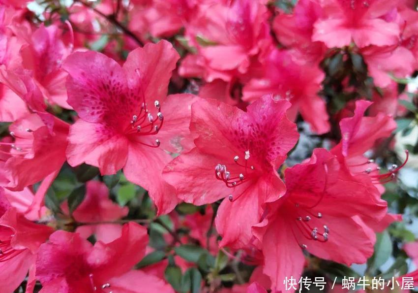 5种公认不好养的植物，为什么？