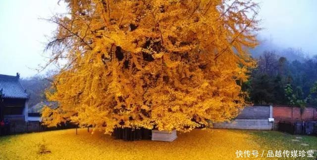 传家宝|这3种盆景可以养成传家宝,再穷也要养,越老越值钱!