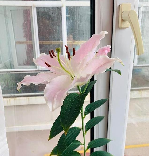 自带灵气的花,花开迎富贵,愿2021年心想事成