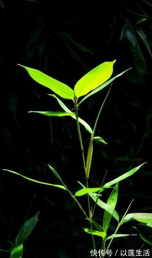 墙根底下没有光照不要怕,这些植物没有光照长得更旺