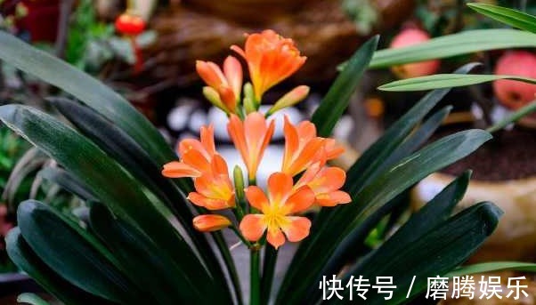 君子兰|君子兰开花后，这样处理就可以延长花期一个月，爆盆真的很容易