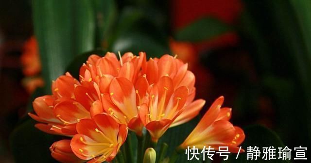 叶土|君子兰生长缓慢做好这几点，让其蹭蹭长不停