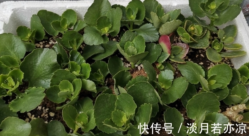 养好长寿花的小诀窍:光照是第一要素,把握不住就难开花