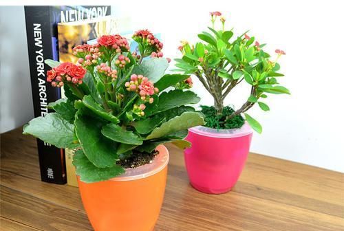  卧室|将这些植物养殖在卧室里面，让你一觉睡到大天亮！