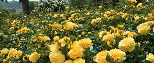  季节|3种花堪称“居家必备”，多季节开花，花大香浓，盆栽地栽皆适宜