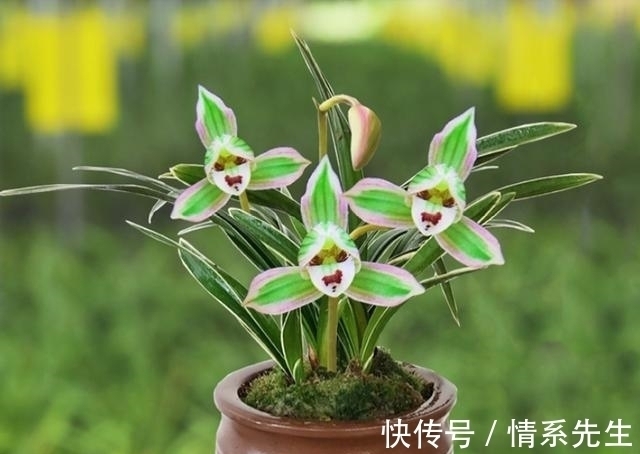 一花双色非常罕见,花香清新,叶带金边,花姿高雅大方,让人沉迷