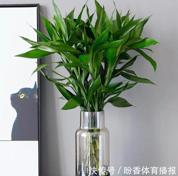 6种“转运花”，最合适养客厅，漂亮大气，富贵又吉利