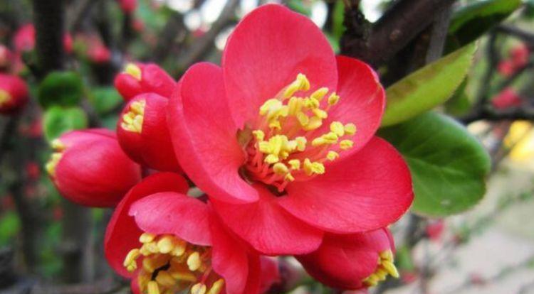 适合新手养的4种花,沾土就能活,花期长达200天,颜值超高的