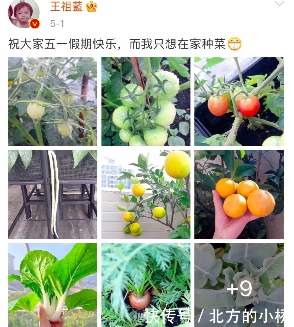 王祖蓝晒自家有机菜园，引10万网友点赞，网友：这就是向往的生活