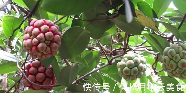 院子|家中有院子,就安排上“黑老虎”吧,耐寒耐旱,营养又美味!