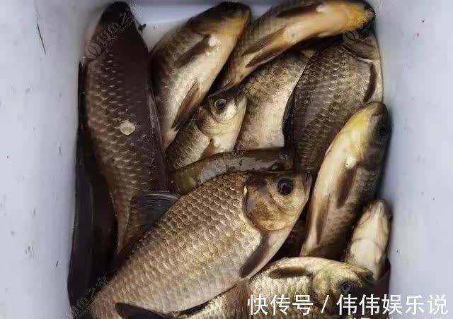 跟我学|让鲫鱼都进护的酒米怎么做？跟我学，省钱又给力