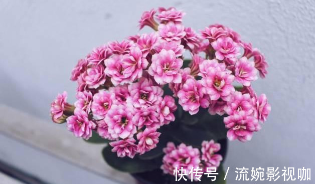 君子兰肥|君子兰肥到流油,长寿花开不断,原来他用了这个小方法!