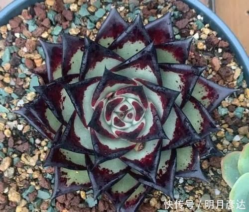 肉肉|乌木,龙舌兰,这2种多肉很霸气,家里养一盆,观赏价值相当高