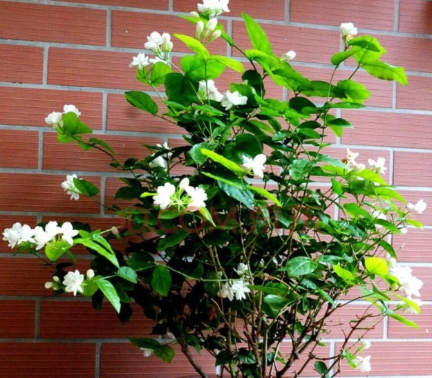 新买的茉莉花做好三点，,保准枝叶常绿，不久可爆盆！