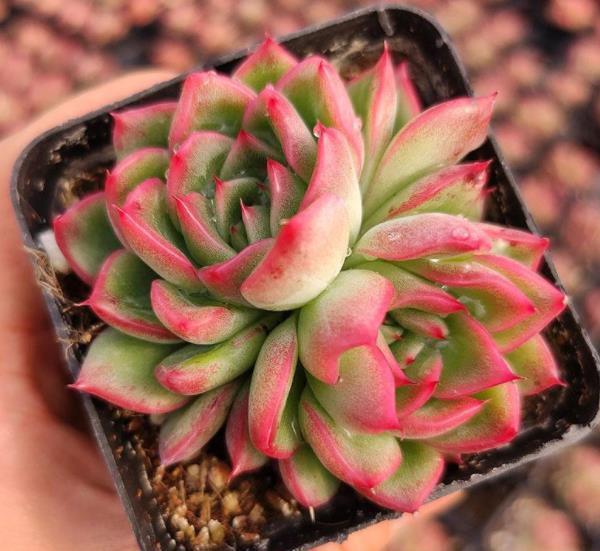 6种经典的普货多肉,新手也能养出好状态,冬天越晒叶片越美