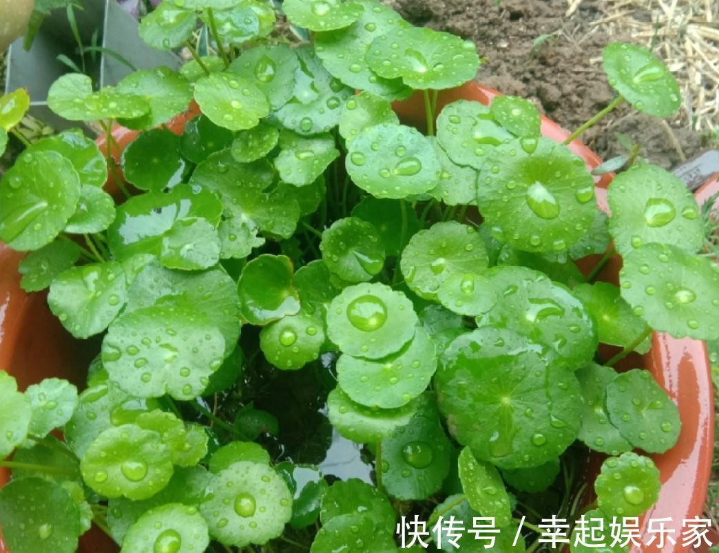 养草杀手都养不死的铜钱草，随手就能养好，分分钟霸满一池塘！