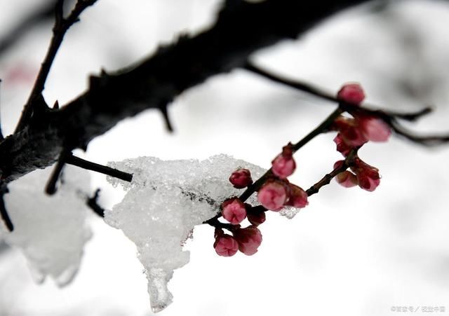 遥思&19首梅花雪诗词:孤山纵有花千树，不见当年白鹤归