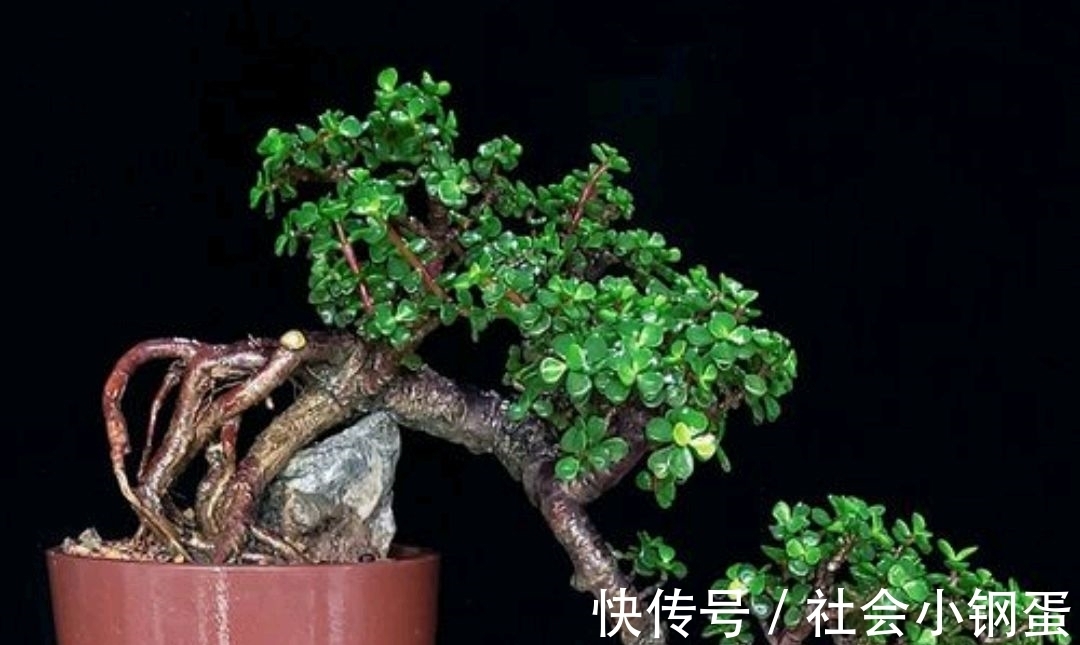 出锦的金枝玉叶能购买吗?自然状态下金枝玉叶怎样才能出锦?