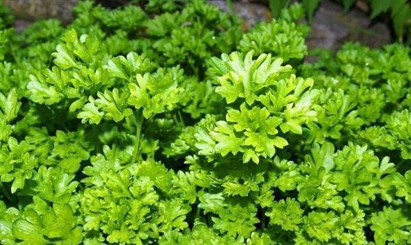 养生|女性不想满脸皱纹,可以多吃3种食物,美容养生,身体棒棒哒!