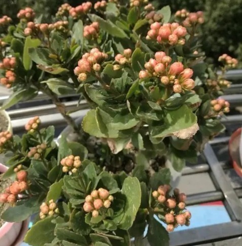 长寿花最爱这“2种料”,换盆多放点,越养越旺盛