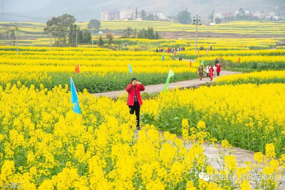 老年|南岭乡油菜花观赏攻略来啦！