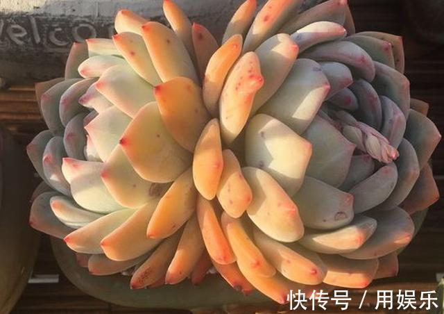 gt|看一眼就入“多肉坑”,这10种高人气多肉,外表太可爱了!