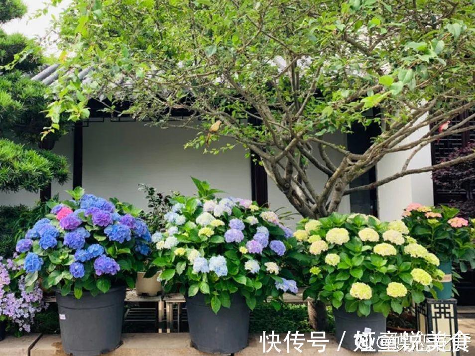 9种花是富贵命,必须大盆养,小盆养会憋死