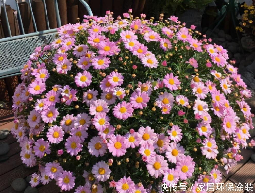 阳台想要变成“花海洋”，养5种花，不仅价格低，而且好养活