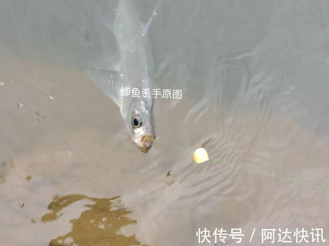 钓友|罕见!四川三岔湖“翘嘴鱼王”被人钓上岸,钓友反馈:抱不动啊