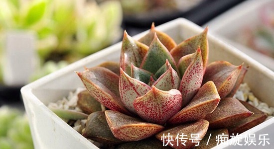 静夜|养什么多肉好6种好看好养又不贵的多肉,美成一道风景线!