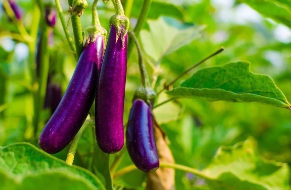 茄子蒂|吃了“激素茄子”还傻傻不知道,教你2招辨别,以后别乱买