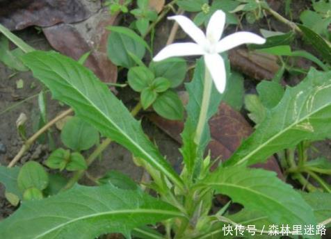 农村|农村的1种野草,人称“安眠草”,药用价值高,治失眠效果好