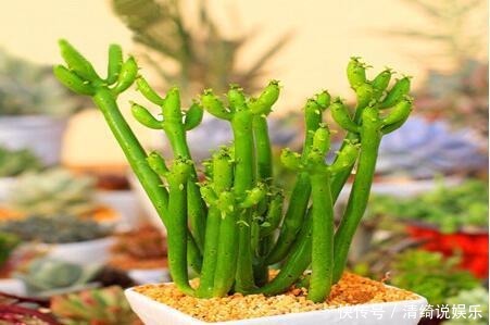 板结|它不死已经给你面子了，多肉不换土，你是想在水泥地养多肉