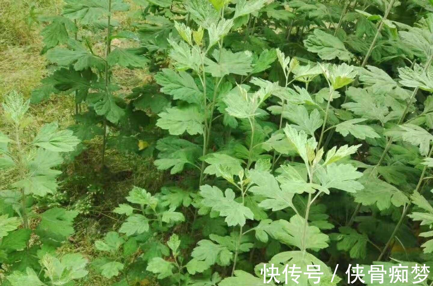 您家若是种植这种特殊的草，那风湿再也不用怕了