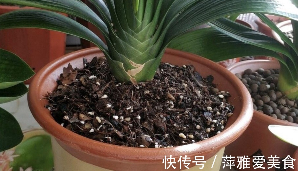 老花匠|学会用松针、羊粪，作为新人小白，养花效果能和老花匠媲美