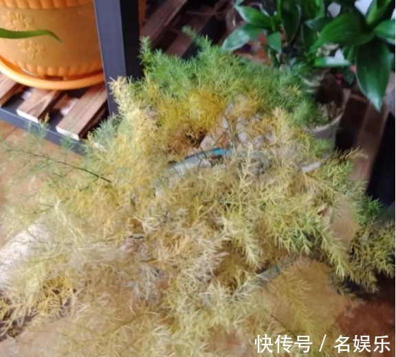 8种花现在赶紧剪,剃光头撸光叶,越狠越爆盆