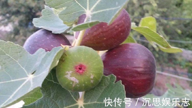 养花|秋季养花选这种,养护容易,漂亮又芳香,花开一朵,可使满室飘香