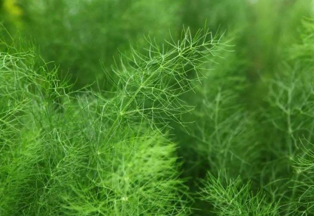 这一|湿气最怕这一菜,更是“天然安眠药”,祛湿安神抗疲劳