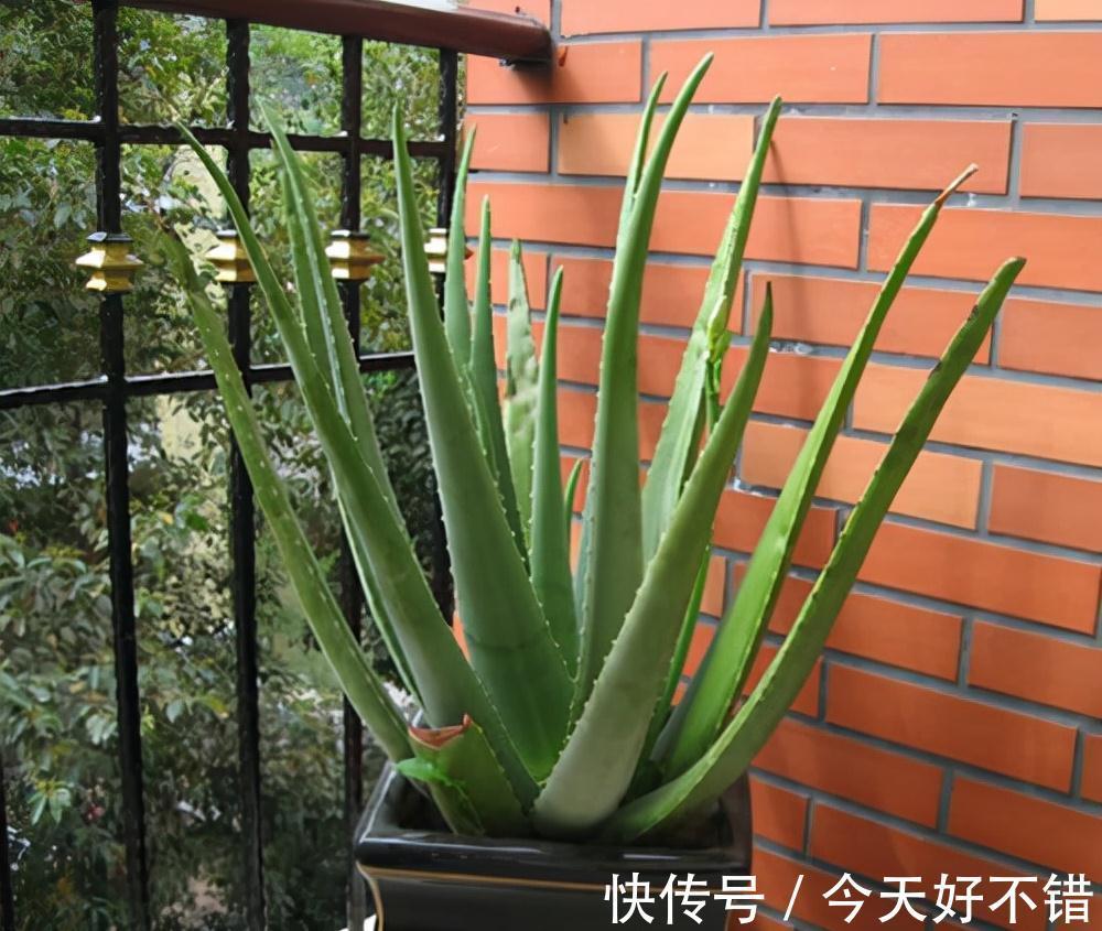 柠檬树|卧室不要乱养花,4种“催眠花”,净化夜间空气,一觉睡到大天亮