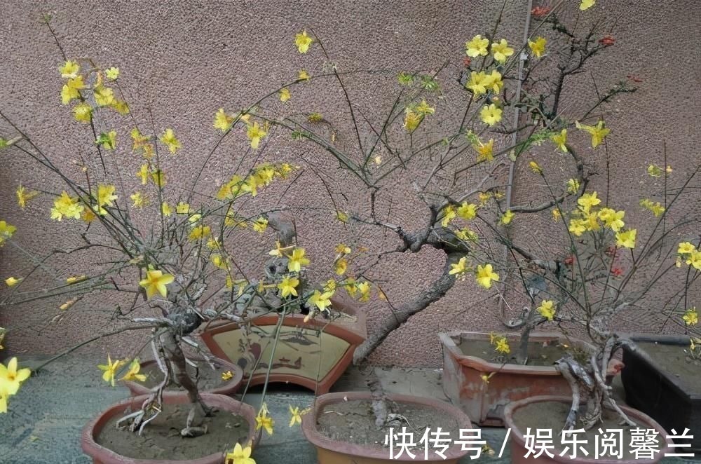 养护|苏派盆景极具名气,这6种盆景做法精妙、极具自然之感,价值高