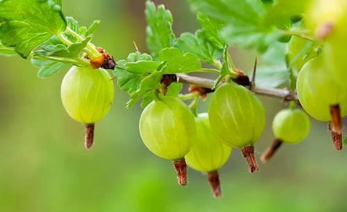 冬季养肝注意饮食,常吃三种食物,滋肝排毒,补血润肤,好处多多