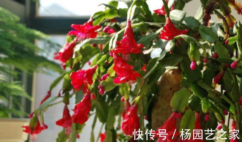 果皮|油渣能拿来养花吗?这么一处理,君子兰、月季都爱吃