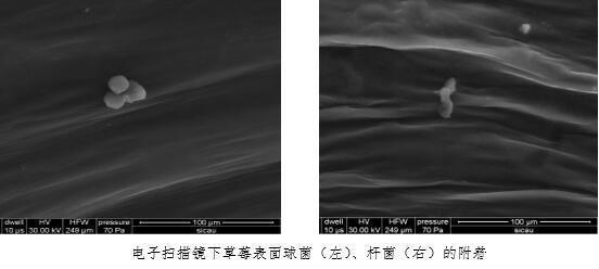 吃草莓前一定要用盐水泡?标准答案来了!