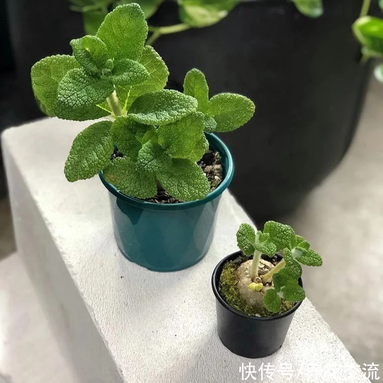  植物|耐阴室内开花植物“大家族”，低光照可开花，植株小巧，适合新手