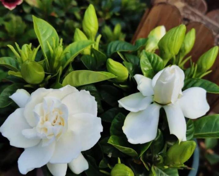 想养好栀子花吗?记住2句话,栀子花养一盆活一盆,年年开满花