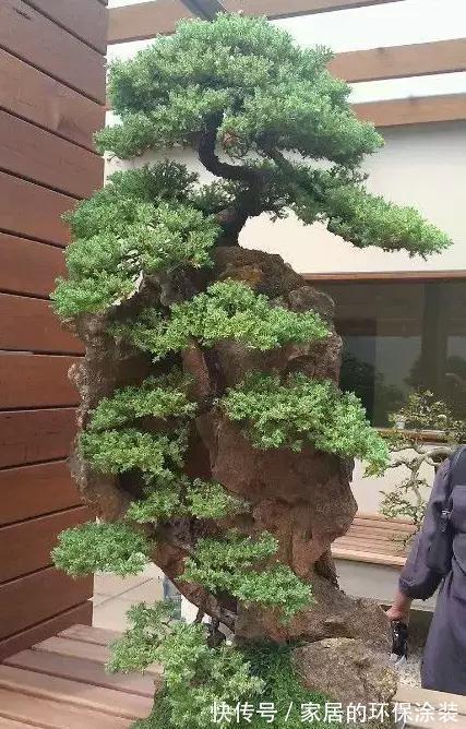 漂亮|漂亮的附石盆景，令人爱不忍释