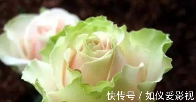 喜欢三角梅,不如养盆“精品玫瑰”舞后玫瑰,花中皇后,姿态各异