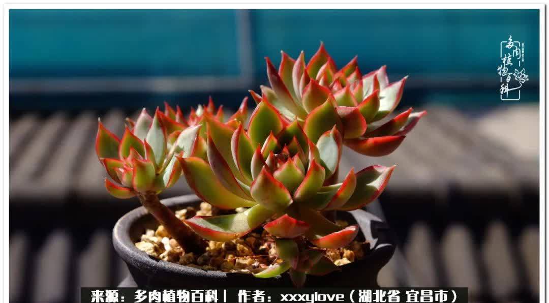 时光匆匆,一闪而逝,这世间万物的美,都值得被记录!