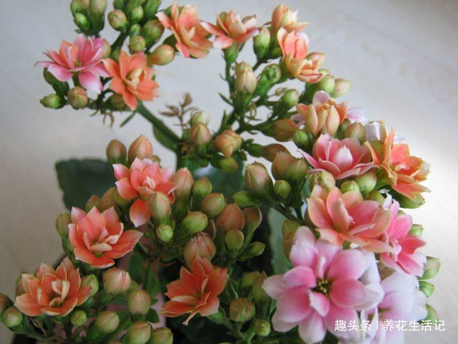 扦插长寿花，用这个方法成活率高，年底能赏花，花朵艳丽繁多